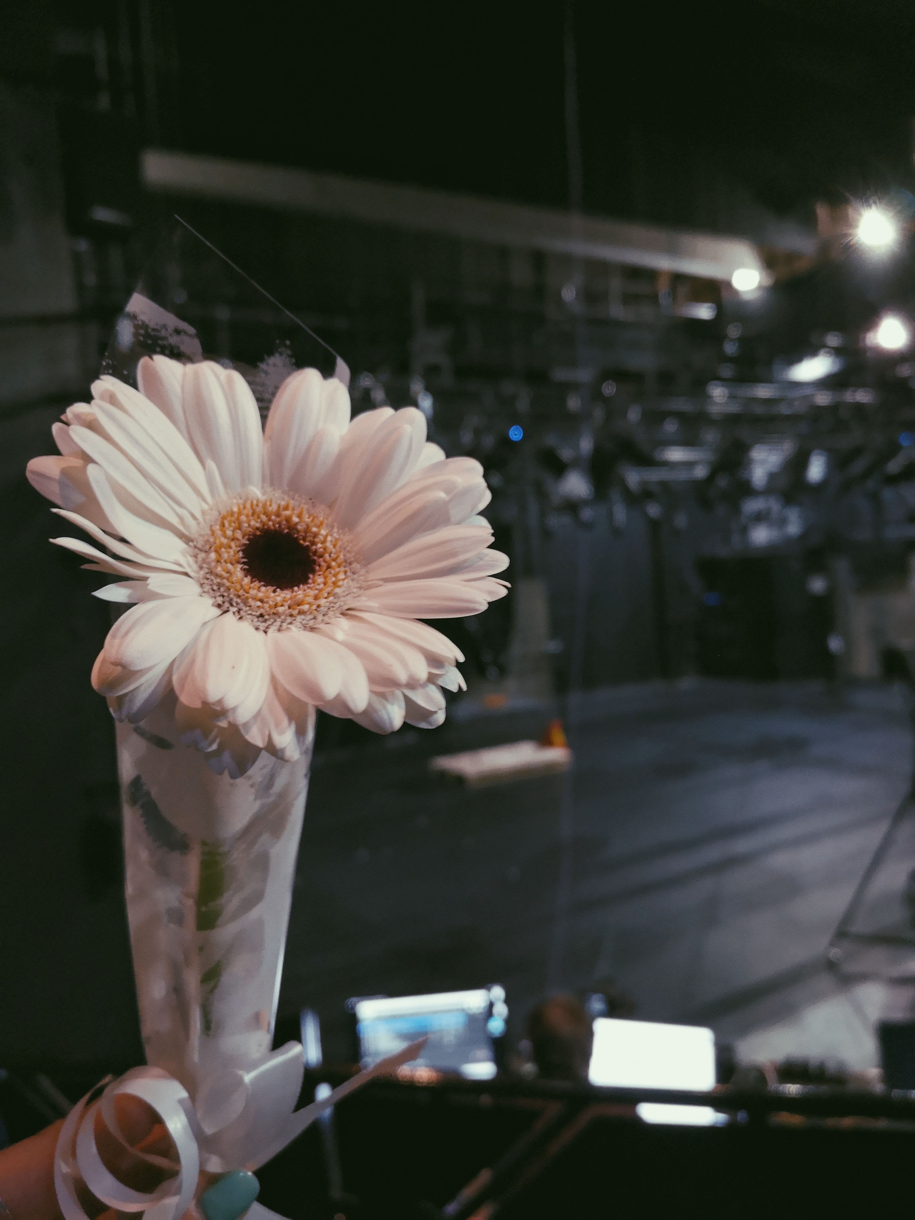 A white gerba daisy is gift wrapped and held in front of an empty stage