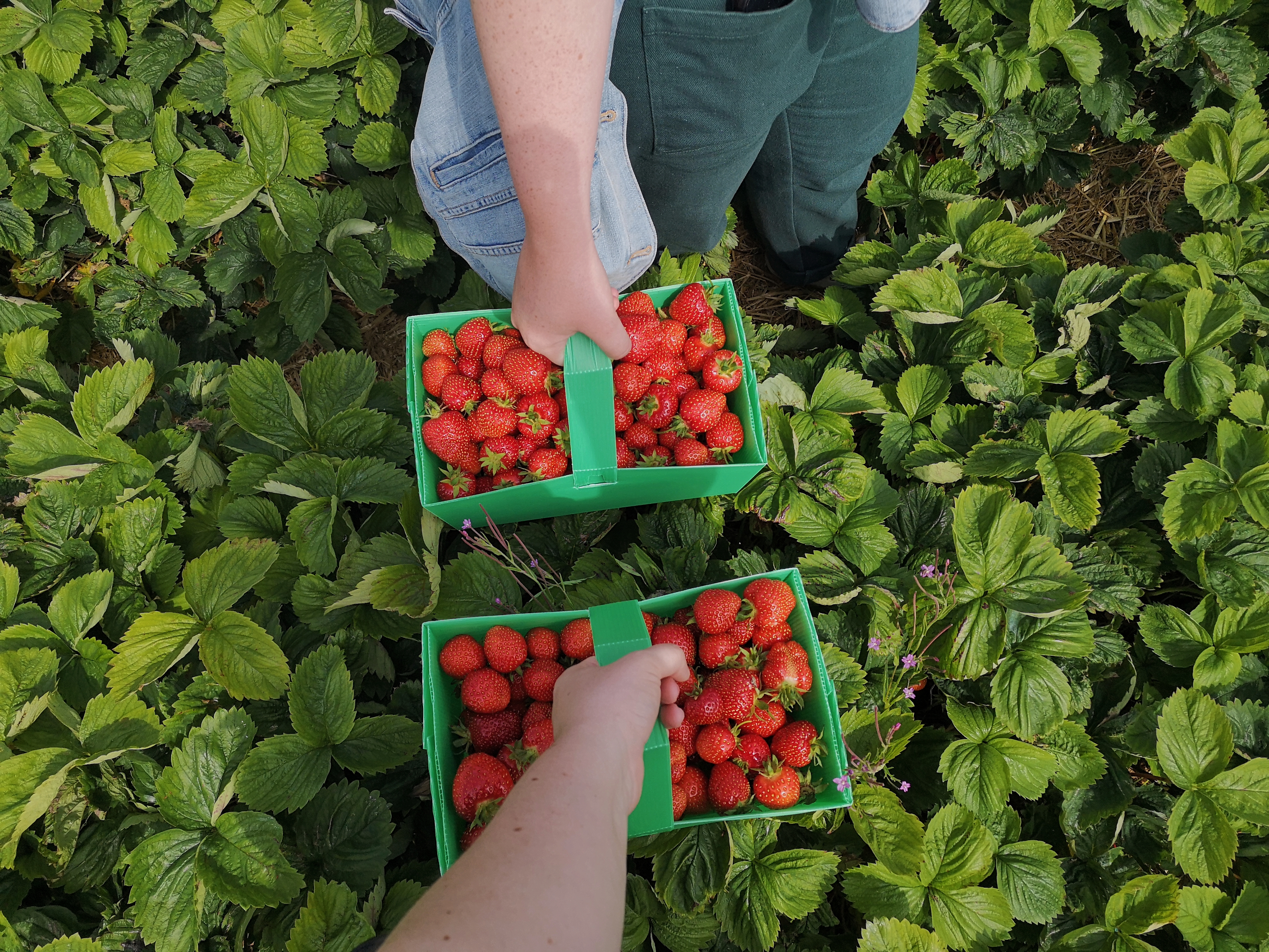 Two hands hold punnets full of strawberries as they walk through a field