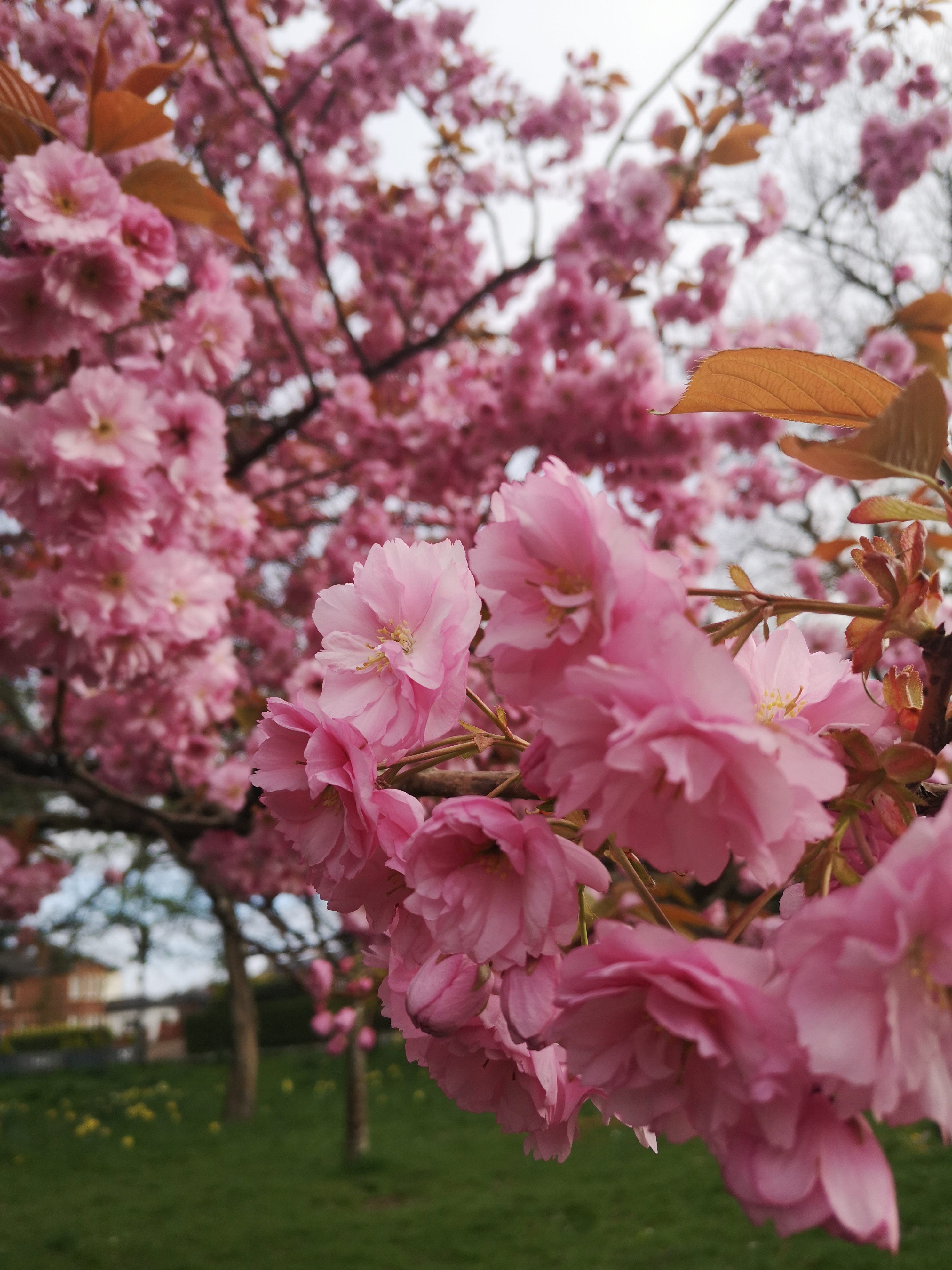 Pink blossoms on a tree