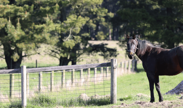 A brown horse called Chilli looks at the camera surrounded by trees, a field and fences