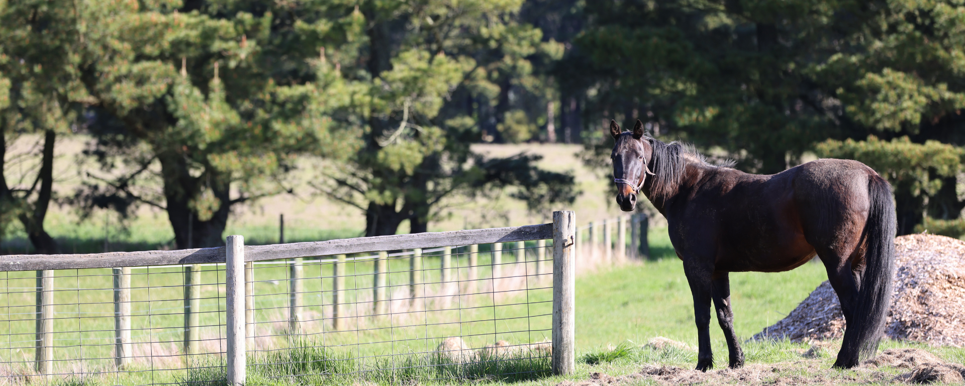 A brown horse called Chilli looks at the camera surrounded by trees, a field and fences