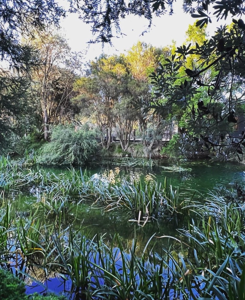 Trees and plants grow out of a pond