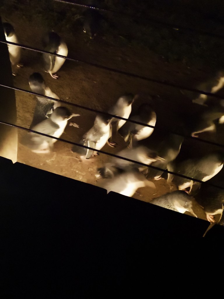 Between fence railings, multiple little penguins stand together waiting to keep walking