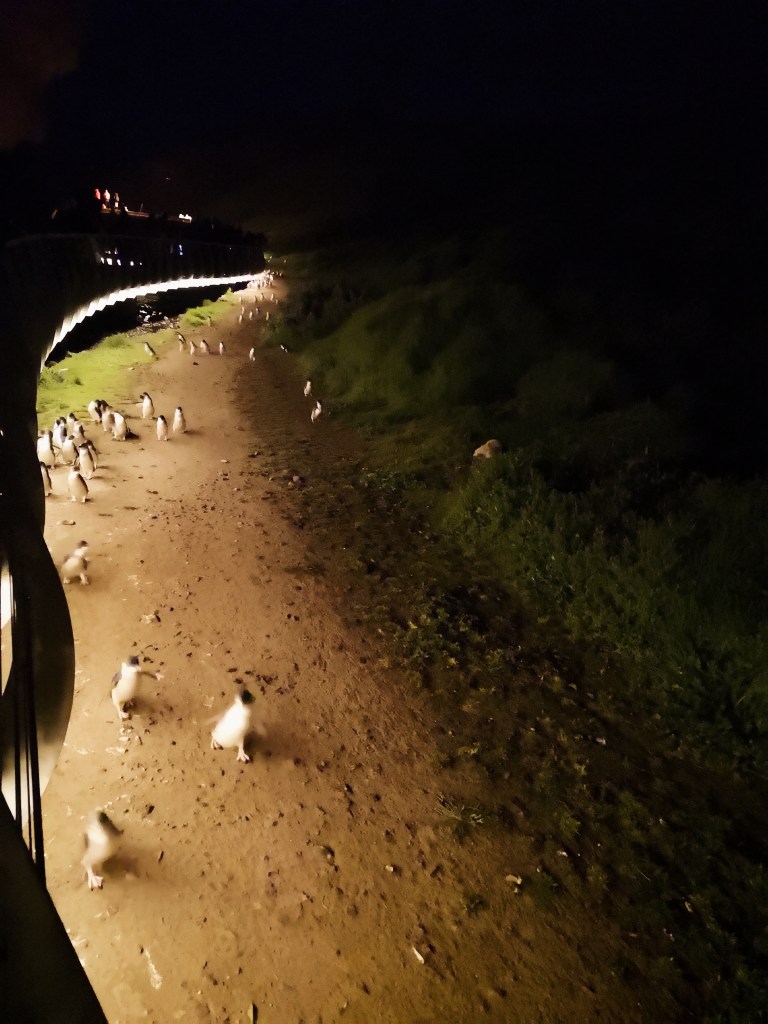 Various little penguins walking along a gently lit path