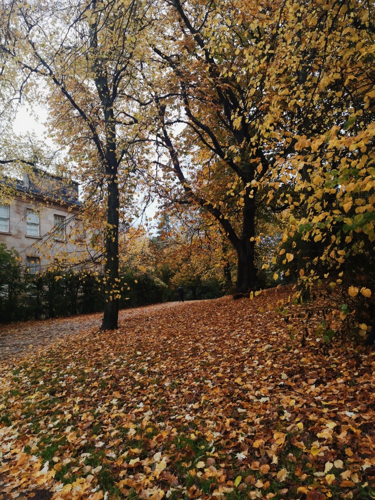 Yellow and orange leaves falling off trees