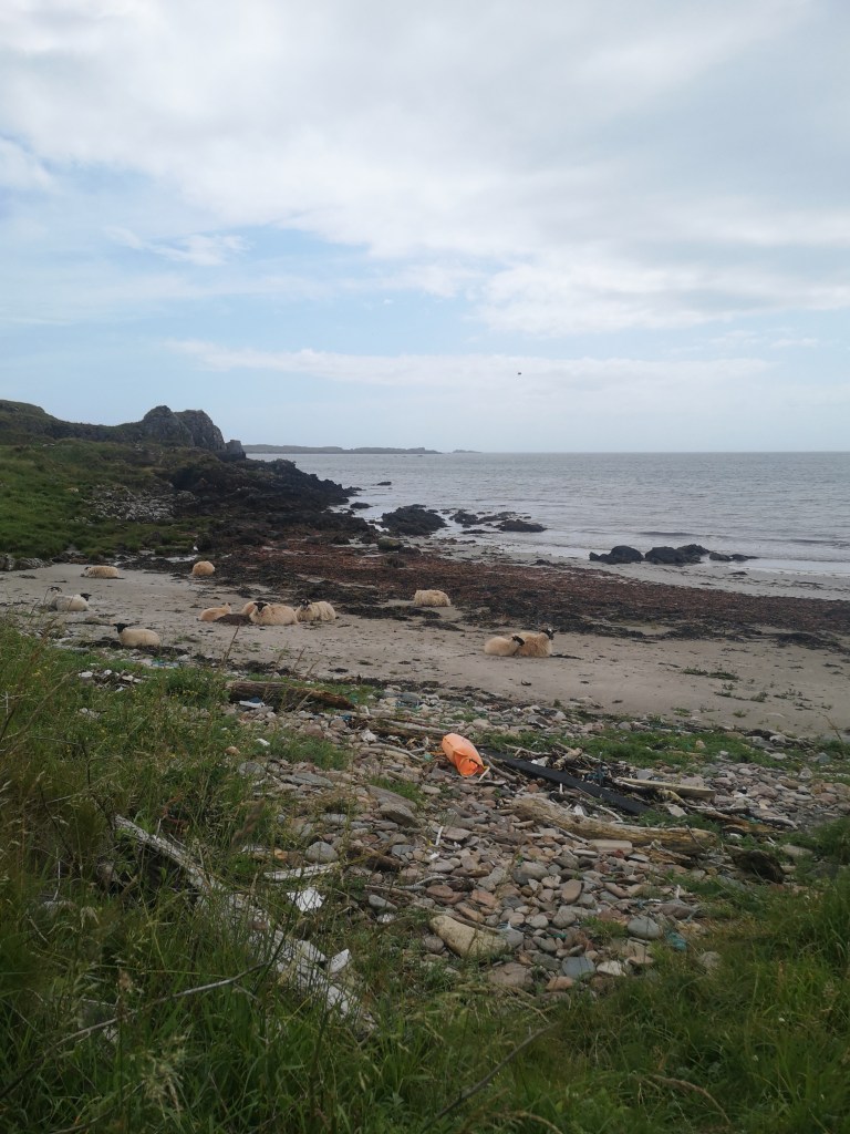 Many sheep sit or lie on a wee beach staring at me