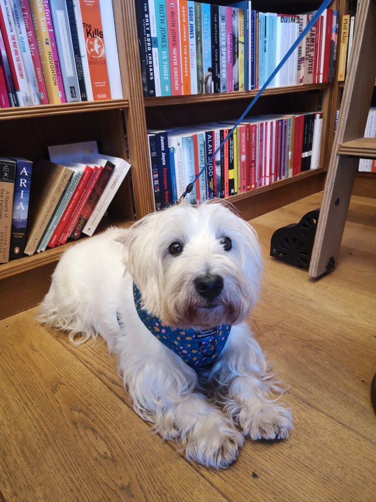 Cute Scottie dog Ollie lies on the ground in a bookshop