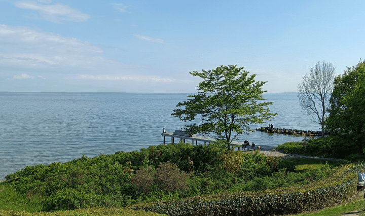 Trees and a pier beside the sea