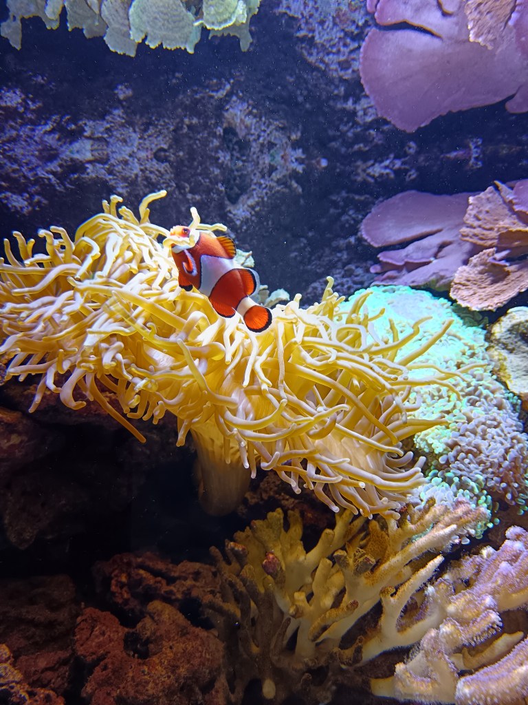 A clown fish swims beside coral