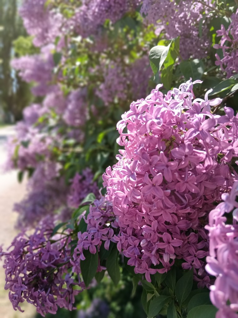 Lilac flowers blooming
