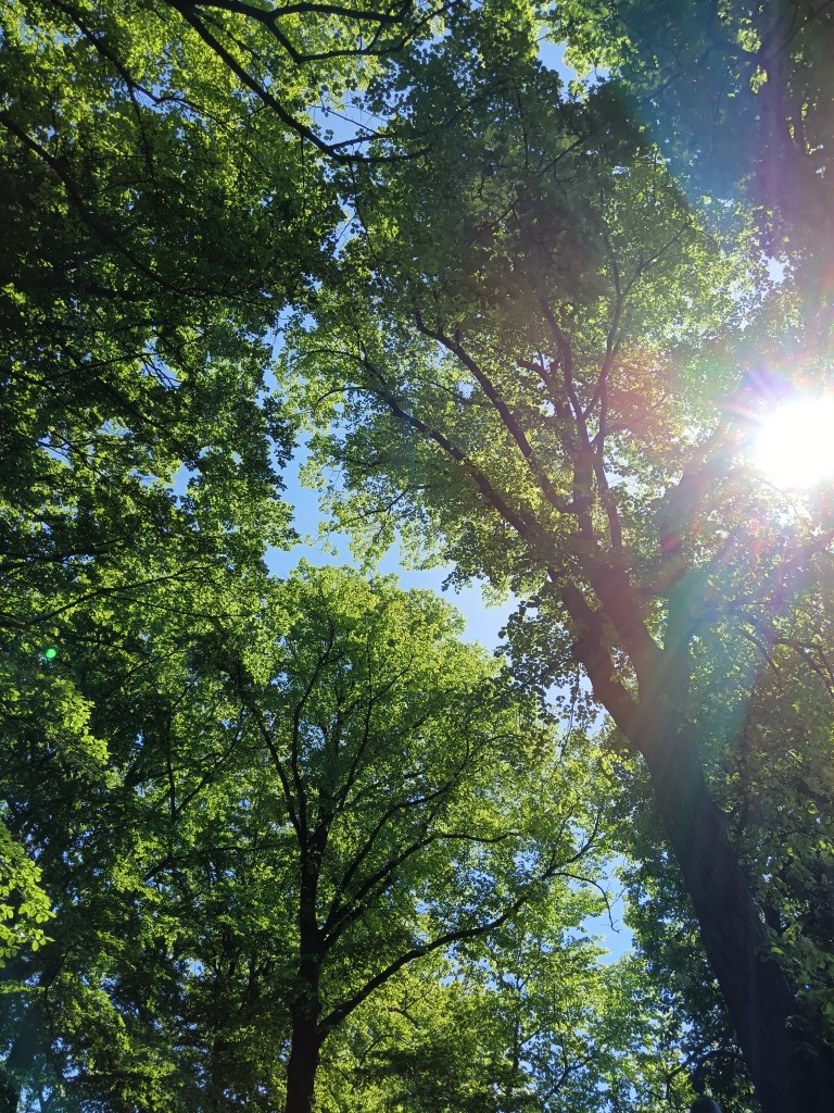 The sun shines through trees