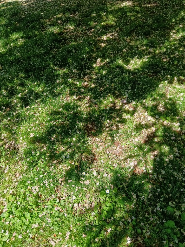 Trees cast a shadow on the grass
