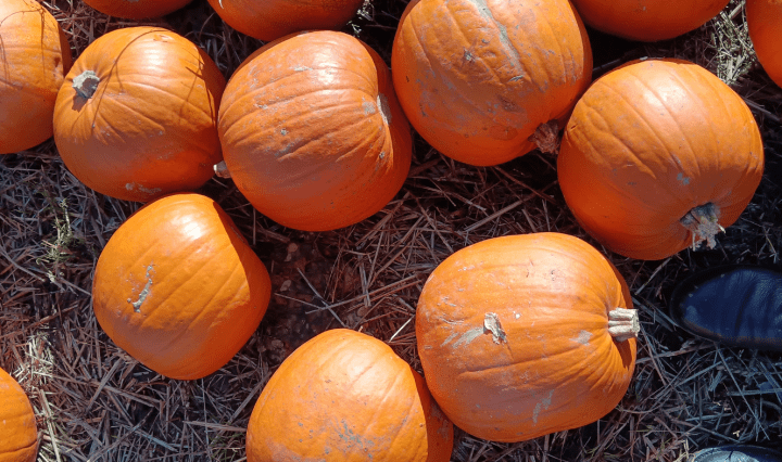 A bunch of pumpkins on the ground