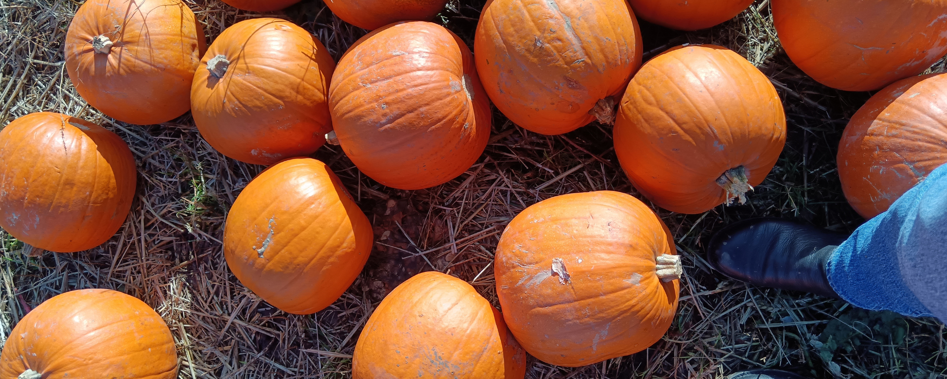 A bunch of pumpkins on the ground