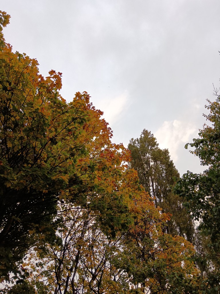 golden autumn leaves