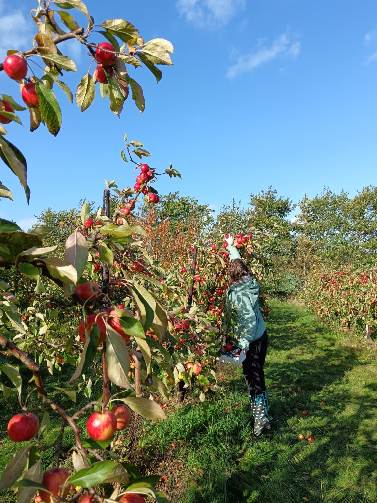 Ejay reaches for an apple on the tree