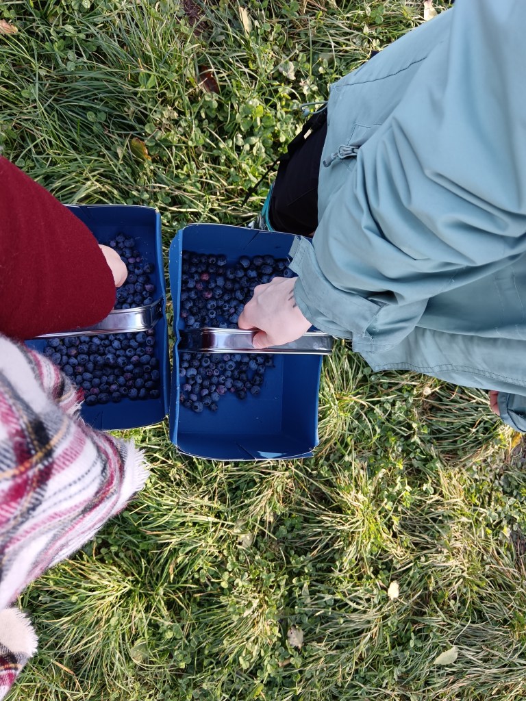 Punnets of blueberries