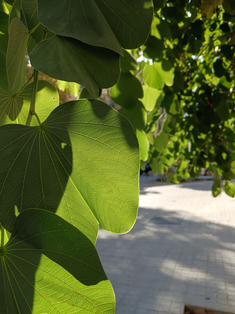 Beautiful green leaves caught in the sunlight