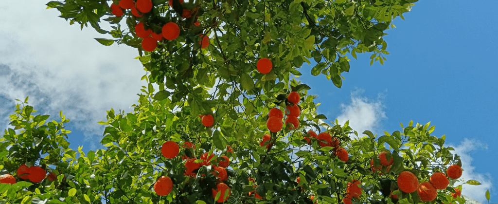 Orange trees in the sun