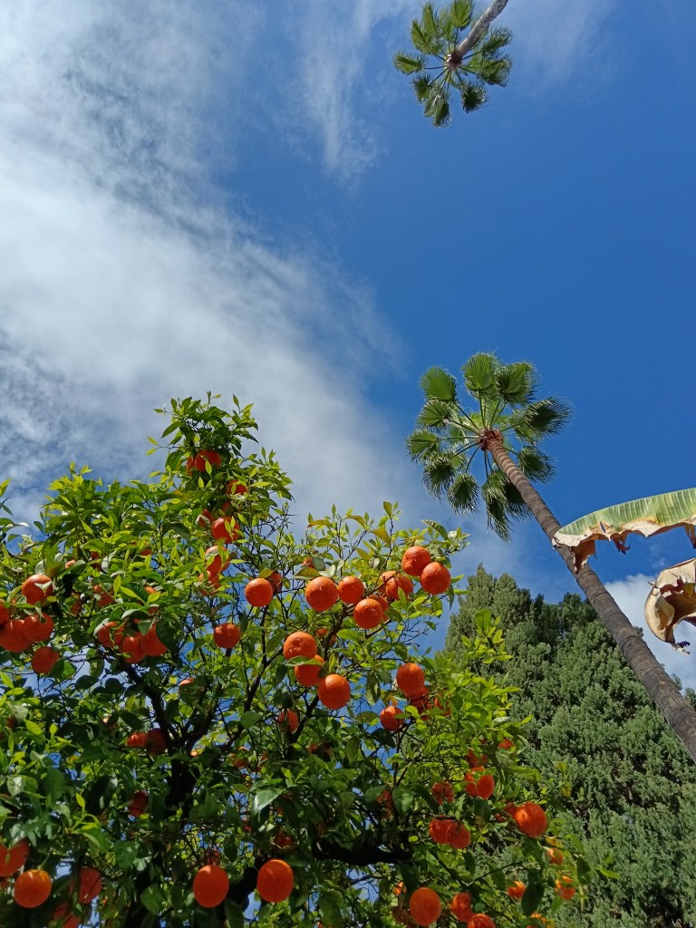 Looking up at the blue sky with orange and palm trees