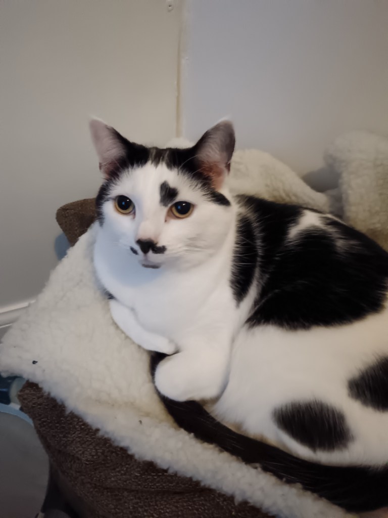 A black and white cat sits on a blanket