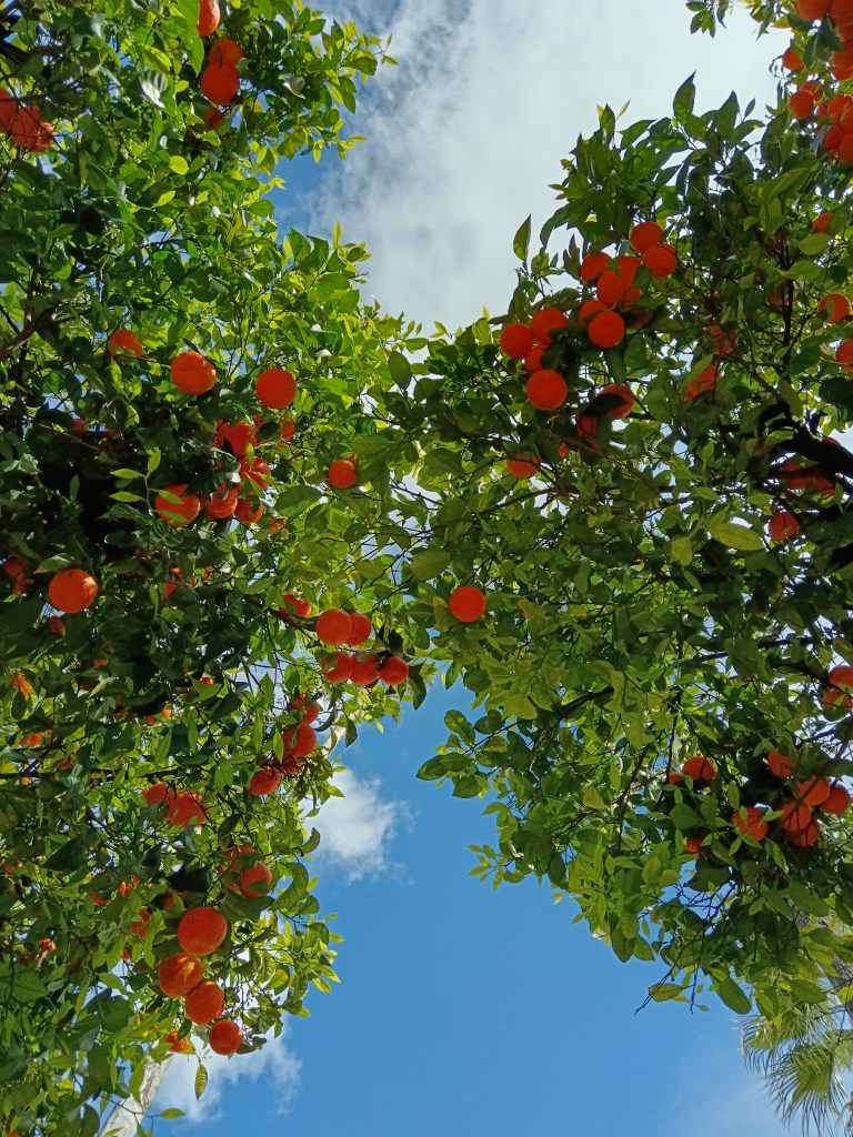 Oranges grow in two trees
