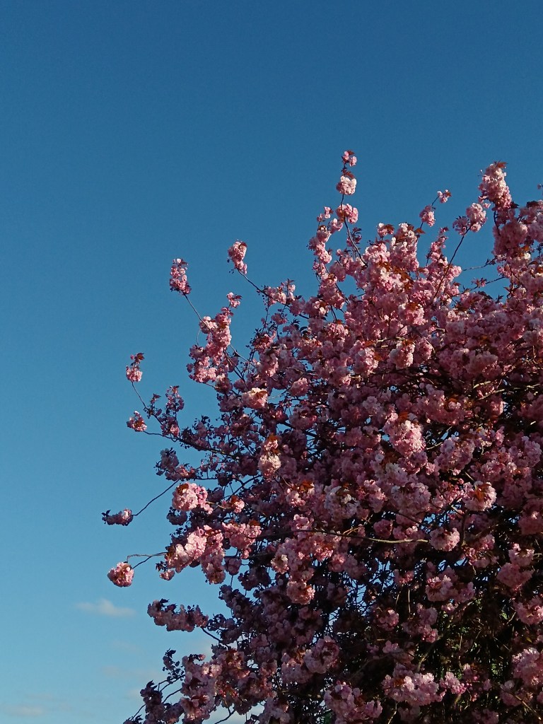 Pink flowers on the blossom tree