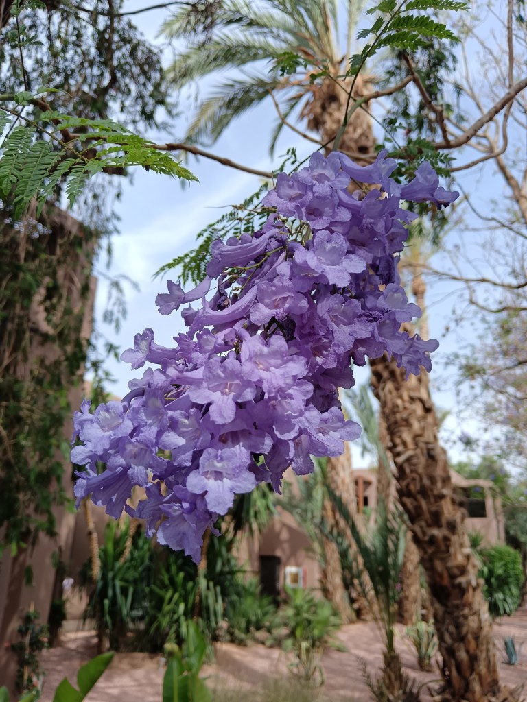 Purple jacaranda flowers