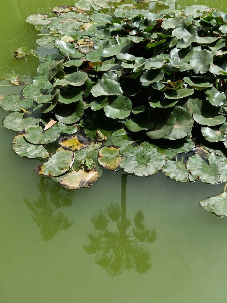 Some green frogs sit on lily pads