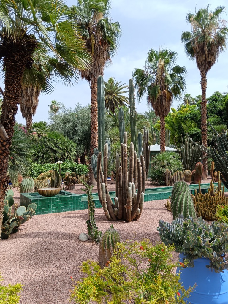 Palms and cacti in a garden