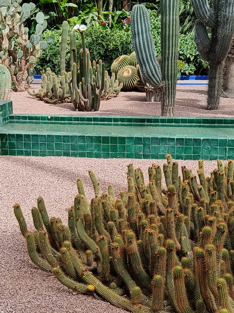 A cactuc plant with lots of branches like little snakes 
