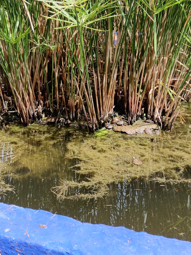 Small terapins sitting next to reeds in a pond