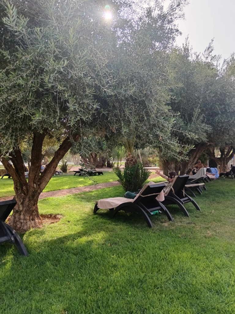 Kit lies on a lounge chair under argan trees