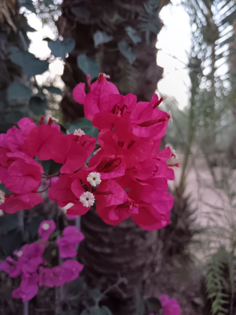 A flower with pink petals and tiny white flowers in its centre