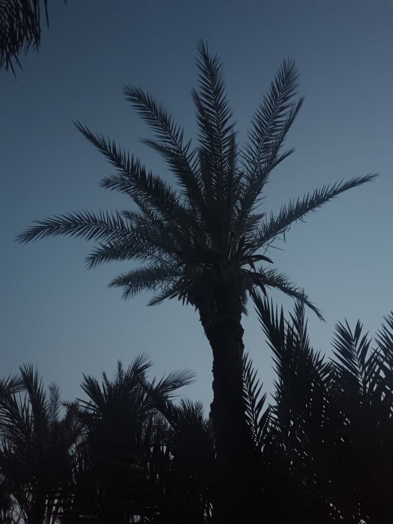 A palm tree silhouetted against the night sky