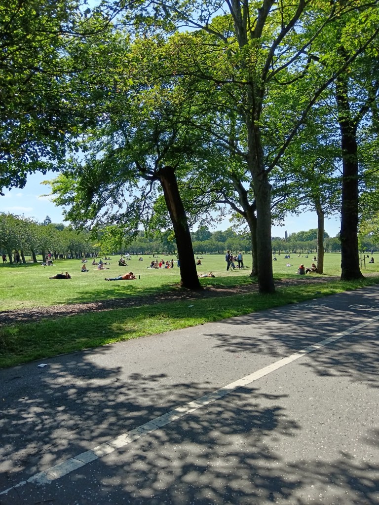 Sunlight shines through the trees in a park
