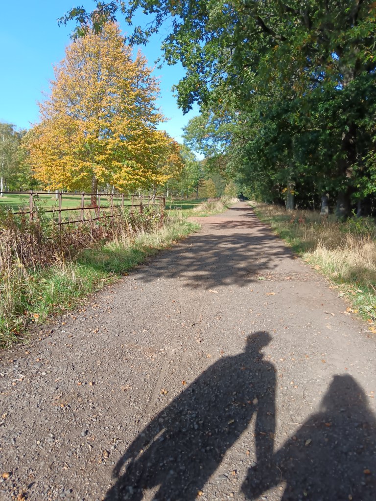 Two shadows hold hands while walking on a path beside trees