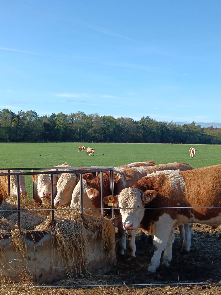 A cow looks at me while the others eat hay