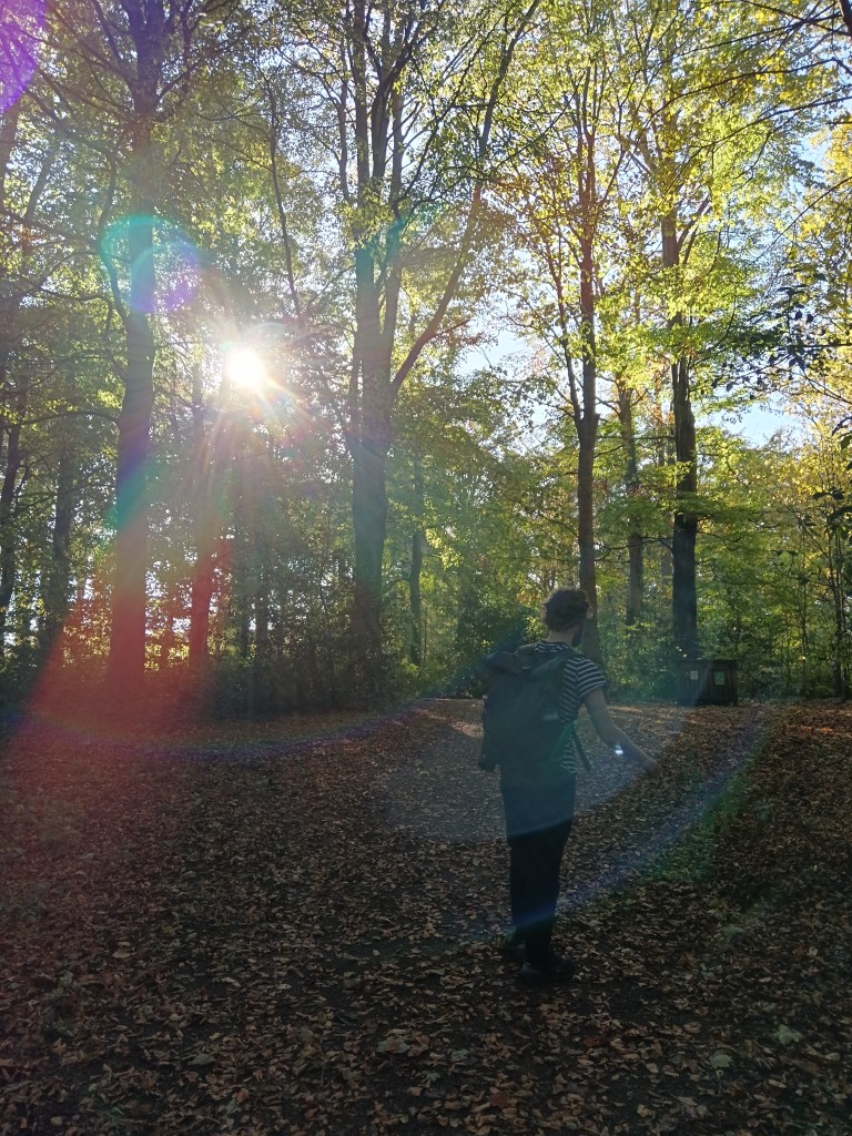 Sun glints through the trees as we walk along