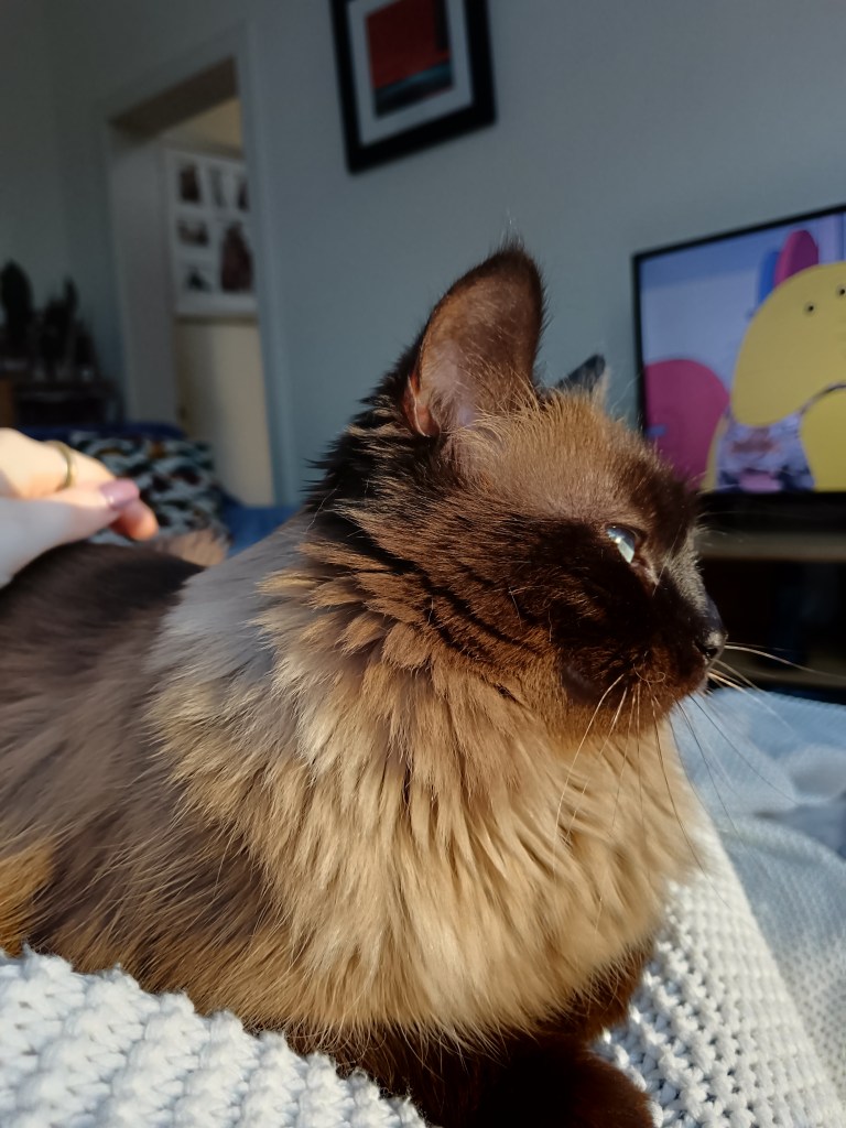 Lovely fluffy cat Olive sits on my lap