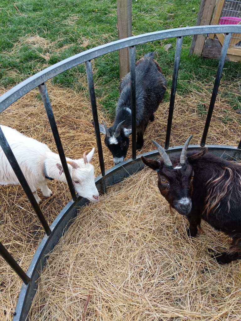 Three goats chomping hay