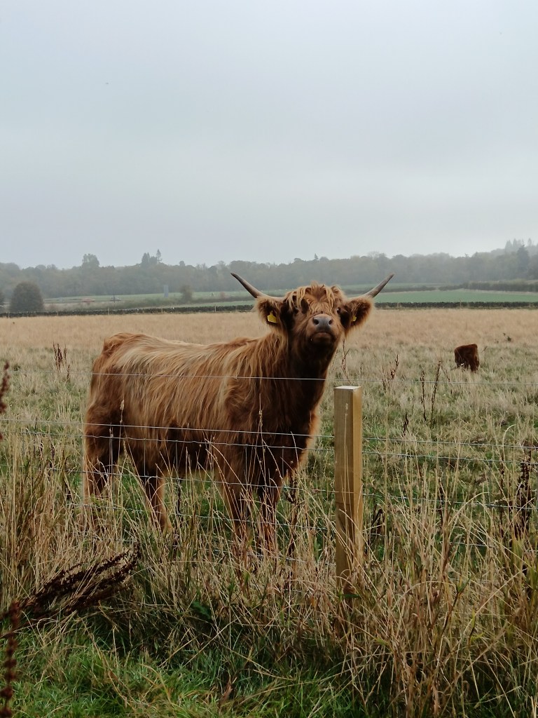 A highland cow looks up at us