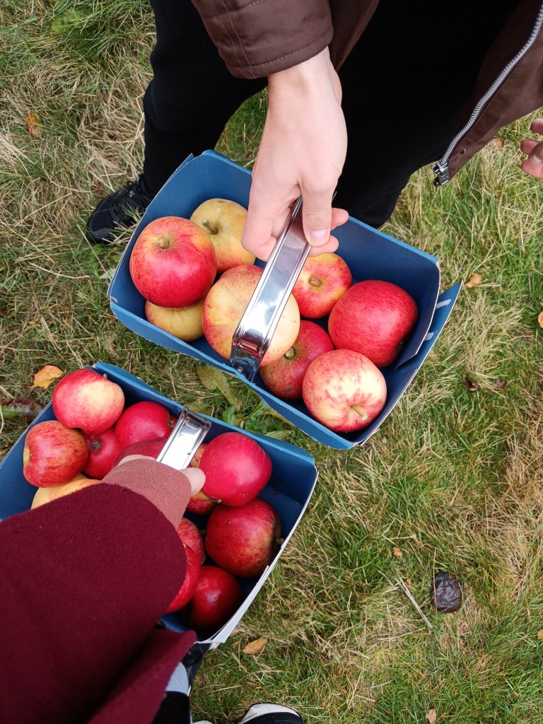Two hands hold buckets of fresh picked apples