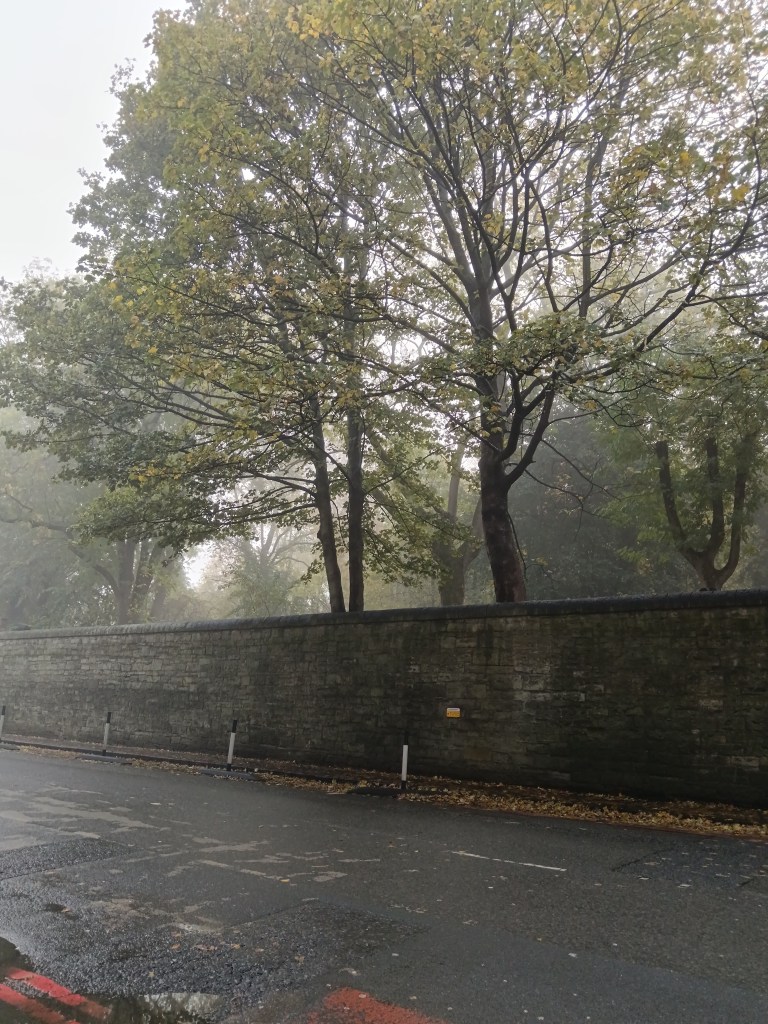 Trees shrouded in mist