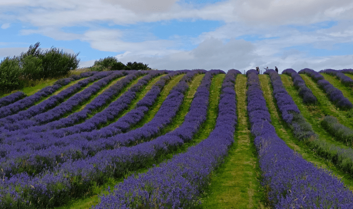 Rows of lavendar in a field