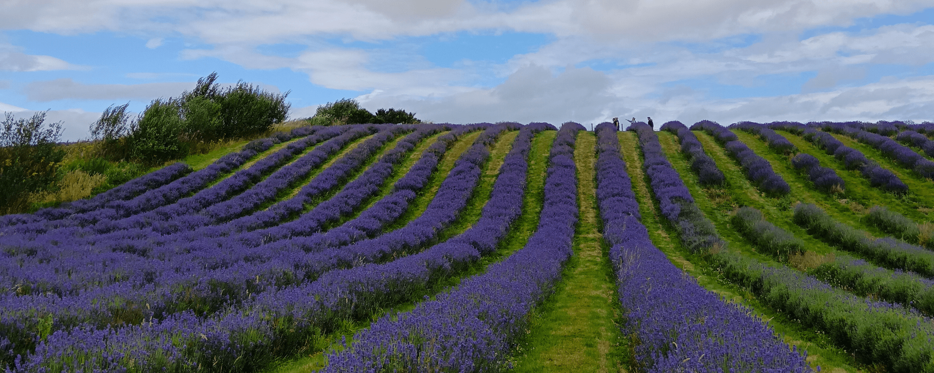 Rows of lavendar in a field