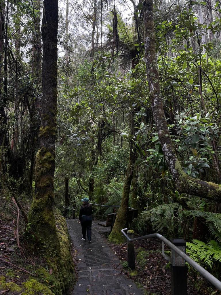 I walk amongst rainforest trees