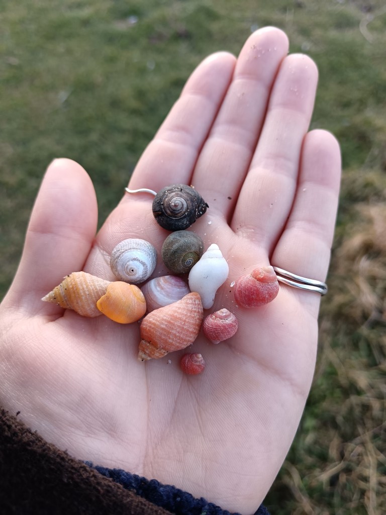 I hold a bunch of pretty shells in my hands