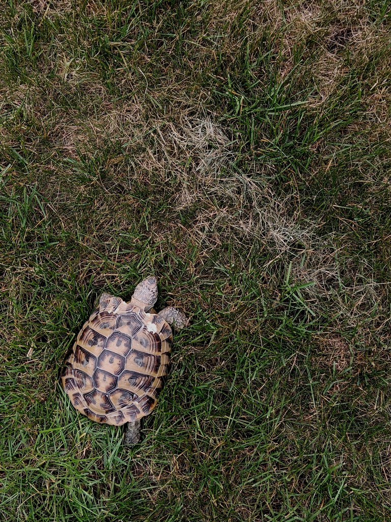 Hercules the tortoise on the grass