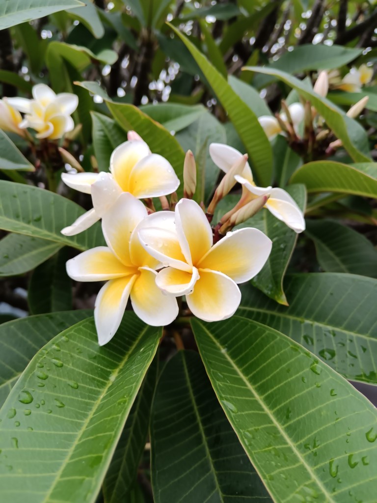 Yellow frangipani flowers